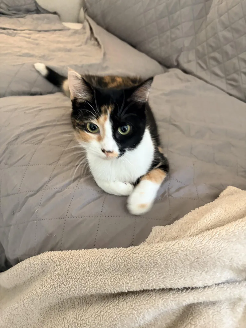 A young medium-sized female Domestic Short Hair cat named Clover for adoption in Cary, NC