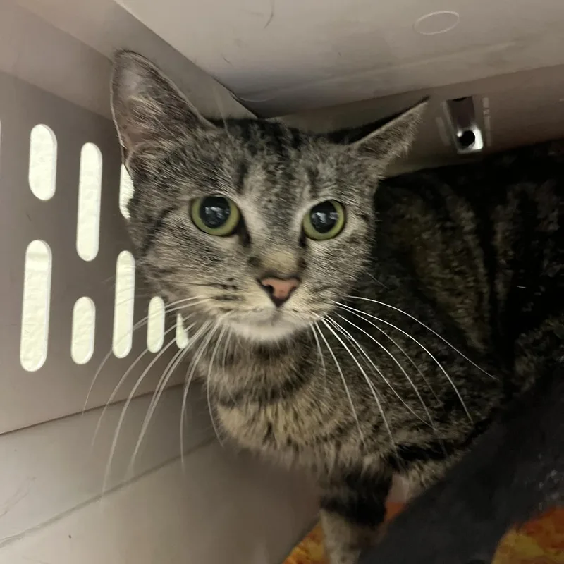 An adult medium-sized female Brown / Chocolate Domestic Short Hair cat named Salad for adoption in Charlottesville, VA