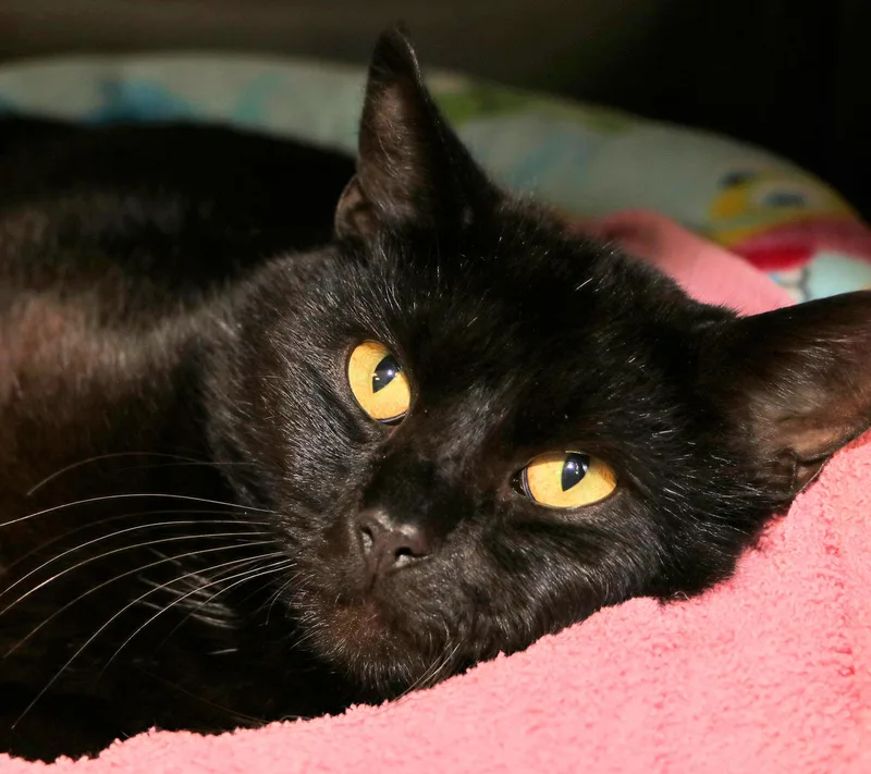 An adult medium-sized male Black Domestic Short Hair cat named Anubis for adoption in Cincinnati, OH