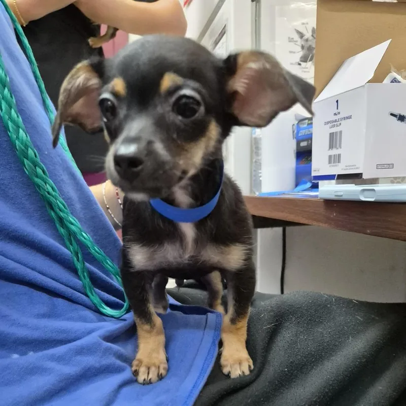 A baby small-sized male Black Chihuahua dog named Jackie Chi Chan for adoption in Ardmore, OK
