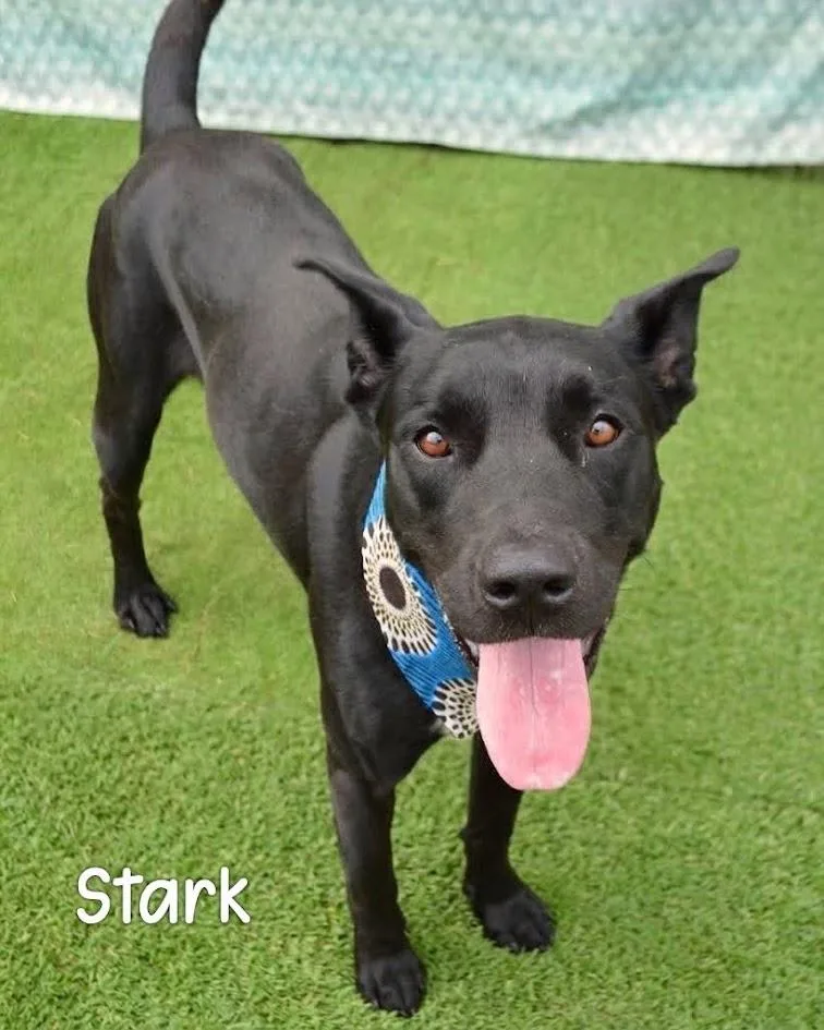 Stark