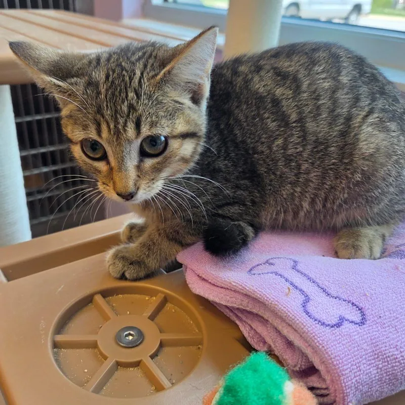 A baby small-sized female Domestic Short Hair cat named Theresa for adoption in Madisonville, TN