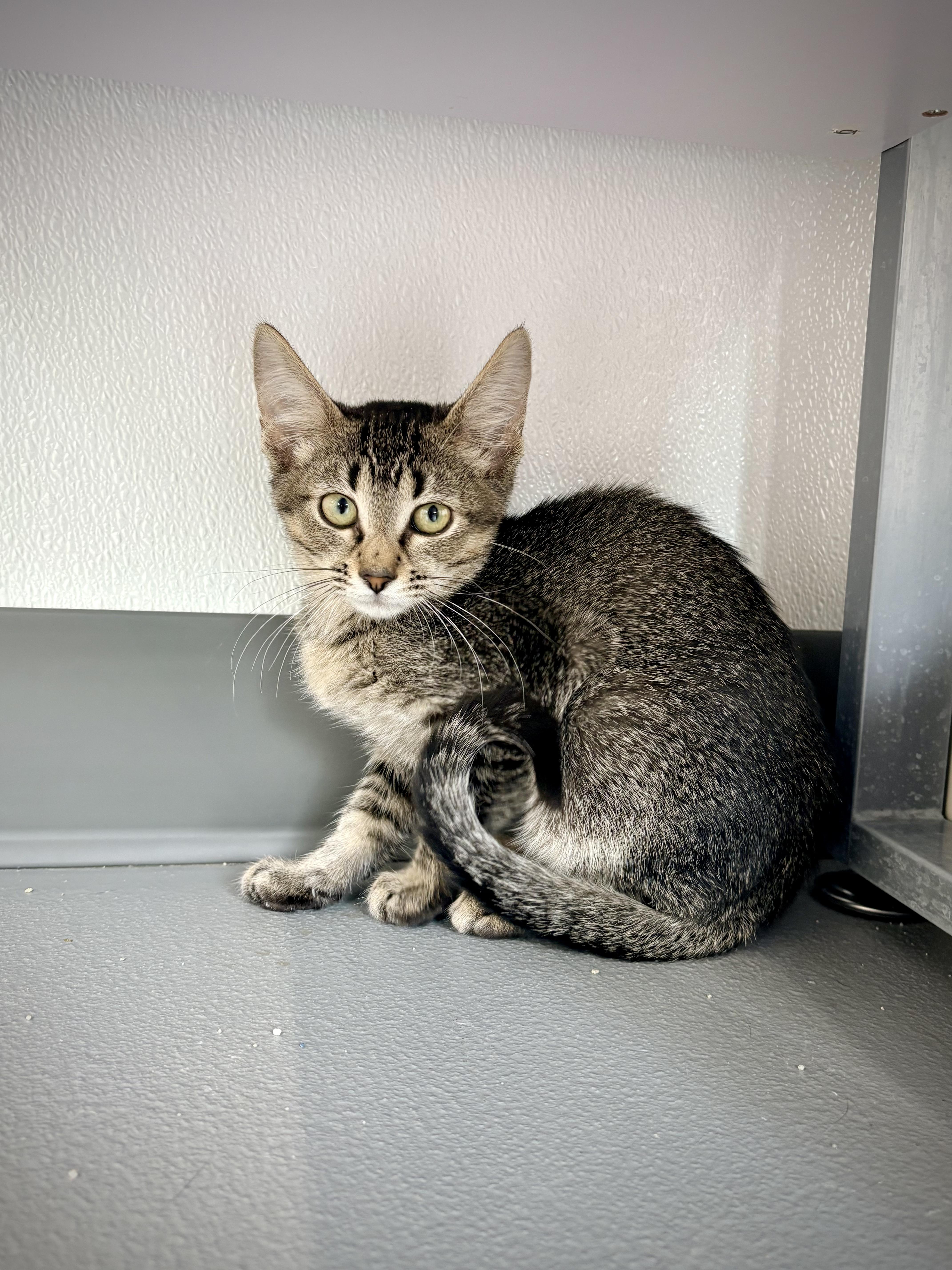 A baby small-sized female Domestic Short Hair cat named Hazel for adoption in Kalamazoo, MI