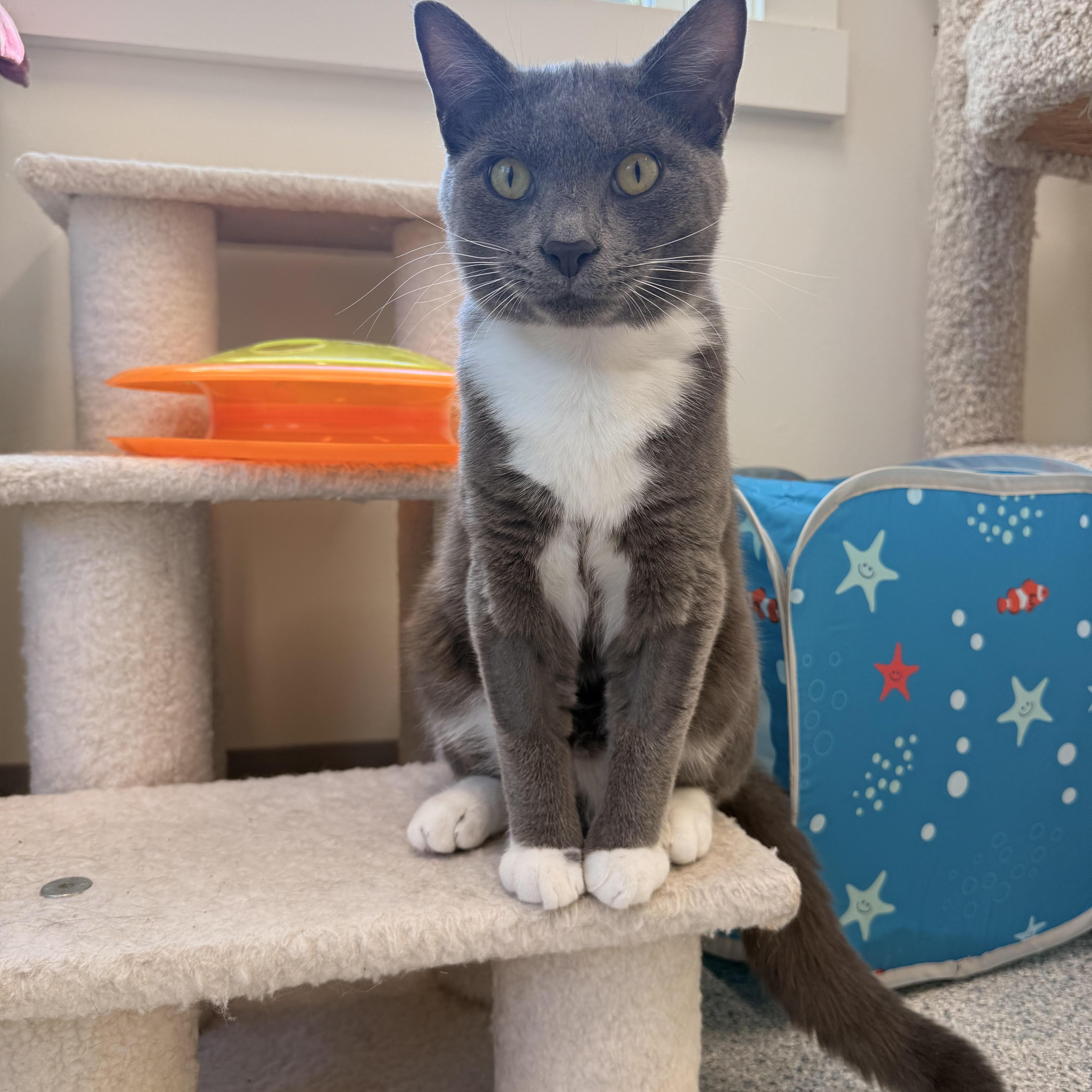 A young medium-sized male Gray & White Domestic Short Hair cat named Tom for adoption in Cherryfield, ME