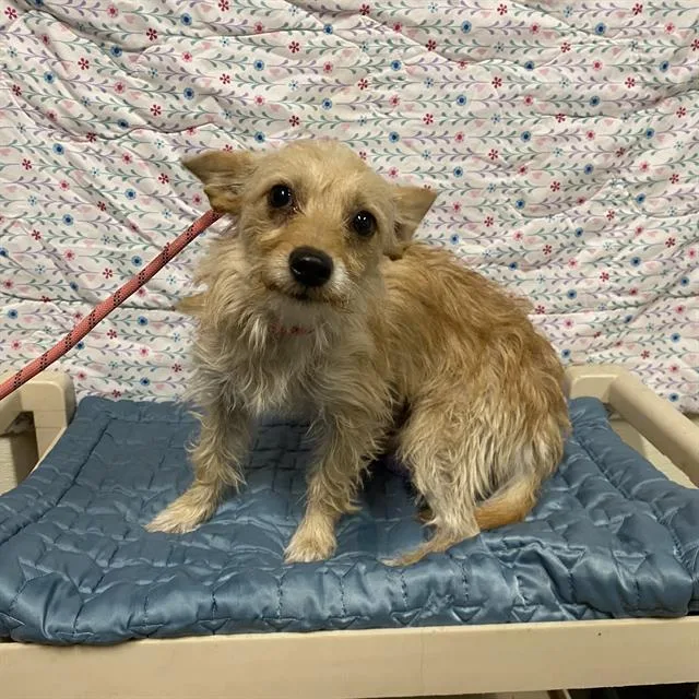 A young small-sized male Norfolk Terrier dog named A for adoption in Modesto, CA