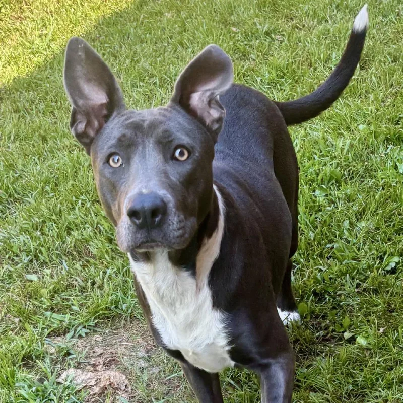 A young medium-sized female Gray / Blue / Silver Pit Bull Terrier dog named Blue for adoption in Birmingham, AL