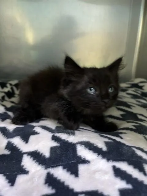 A baby medium-sized male Domestic Medium Hair cat named Baby for adoption in Baldwin Park, CA