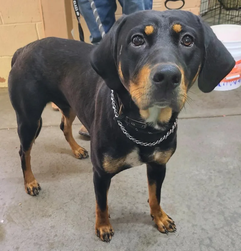 A young medium-sized male Rottweiler dog named Tyler for adoption in Swainsboro, GA
