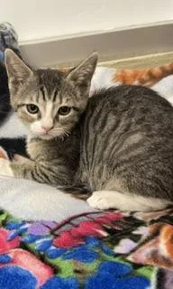 A baby small-sized female White Tabby cat named Beatrice for adoption in Parlier, CA