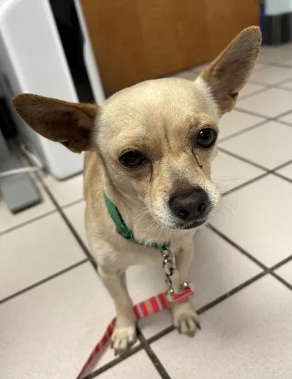 An adult small-sized male Chihuahua dog named Theodore for adoption in Largo, FL