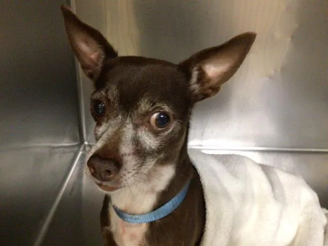 An adult small-sized male Chihuahua dog named Buddy for adoption in Riverside, CA