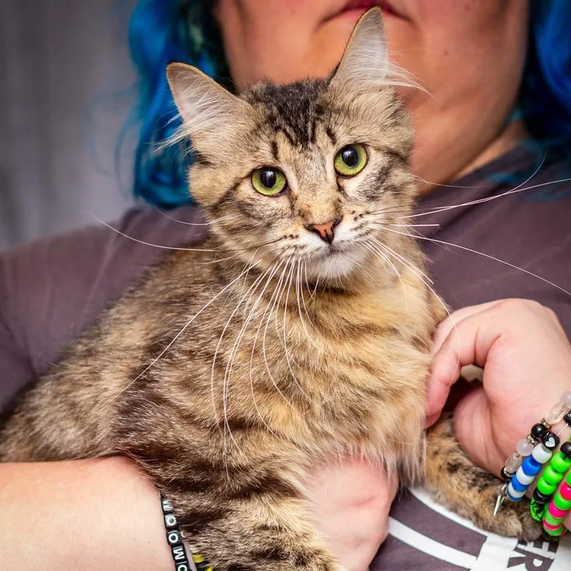 An adult medium-sized female Gray / Blue / Silver Domestic Long Hair cat named Lioness for adoption in Hattiesburg, MS
