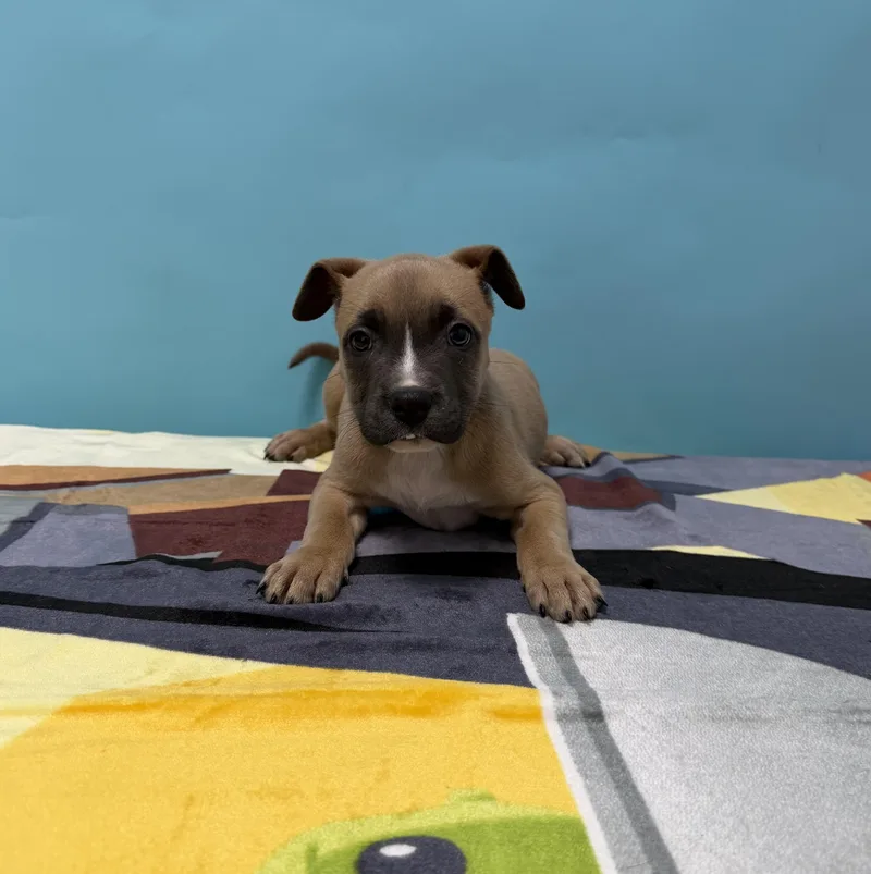 A baby medium-sized female Merle (Red) Pit Bull Terrier dog named Qamra for adoption in Loogootee, IN