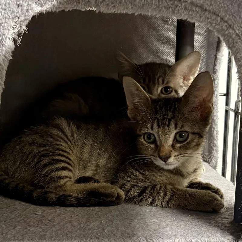 A baby medium-sized male Tabby (Buff / Tan / Fawn) Tabby cat named Chester & Chuckles L for adoption in New York, NY