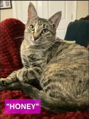 An adult medium-sized female Domestic Short Hair cat named Honey for adoption in Hampstead, NC