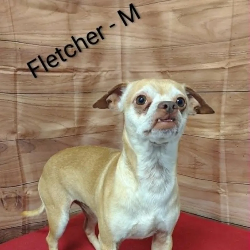An adult small-sized male White / Cream Chihuahua dog named Fletcher for adoption in Griswold, CT