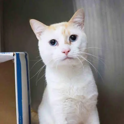 A young small-sized male White Domestic Short Hair cat named Benny B for adoption in Atlanta, GA