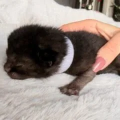 A baby small-sized female Black Domestic Short Hair cat named Nebula for adoption in Talent, OR