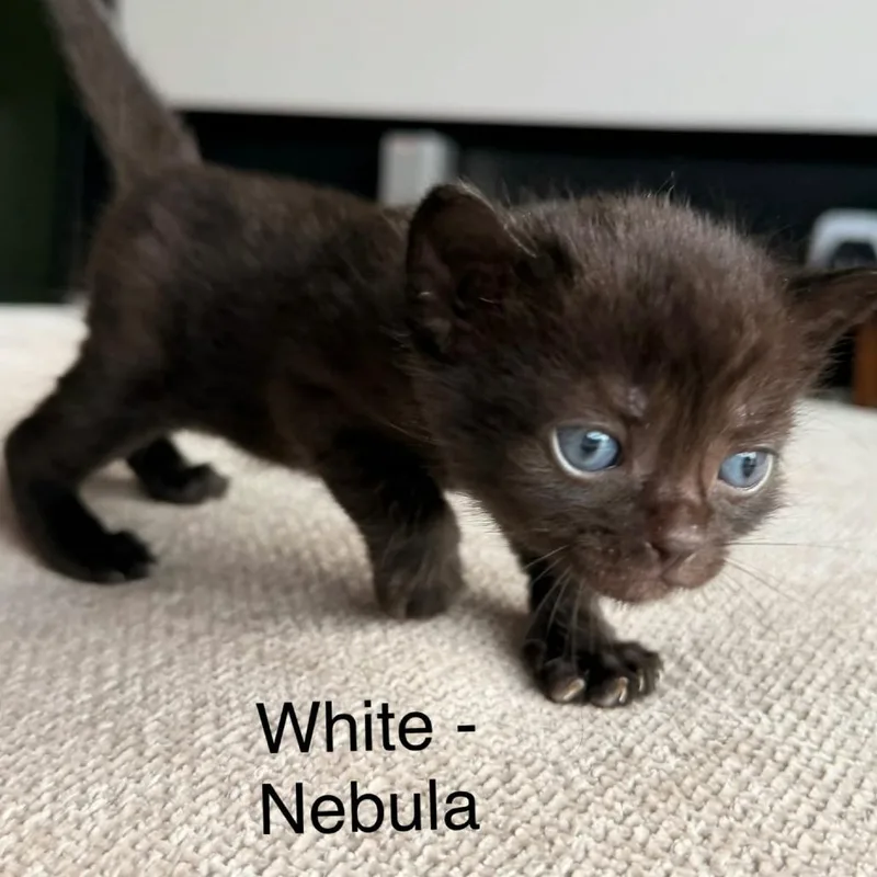 Nebula thumbnail 4