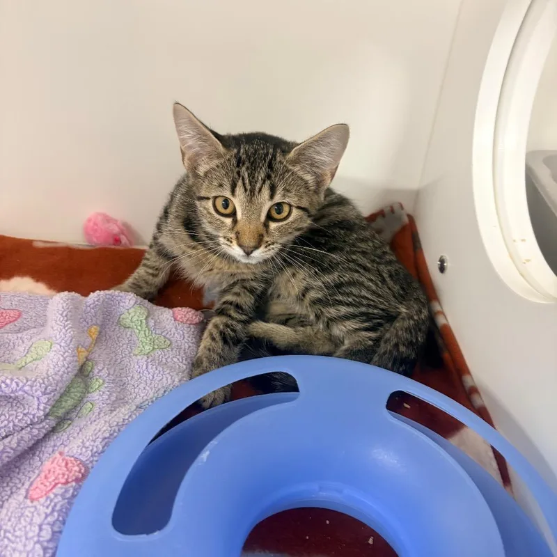 A baby small-sized female Gray / Blue / Silver Domestic Short Hair cat named Annie for adoption in Clearwater, FL