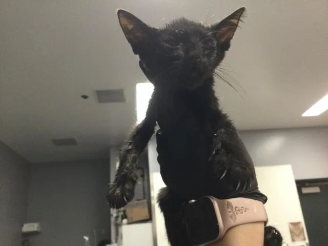 A baby small-sized female Domestic Short Hair cat named Athena for adoption in Thousand Palms, CA