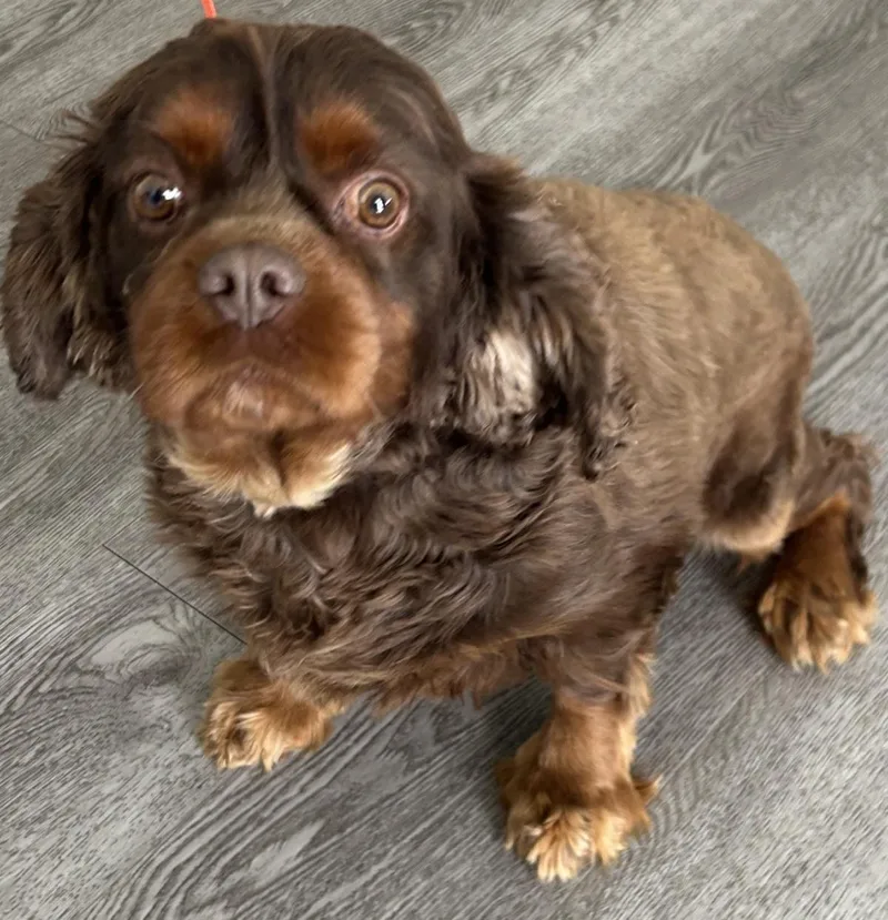 An adult medium-sized male Cavalier King Charles Spaniel dog named Buster for adoption in Westminster, MD