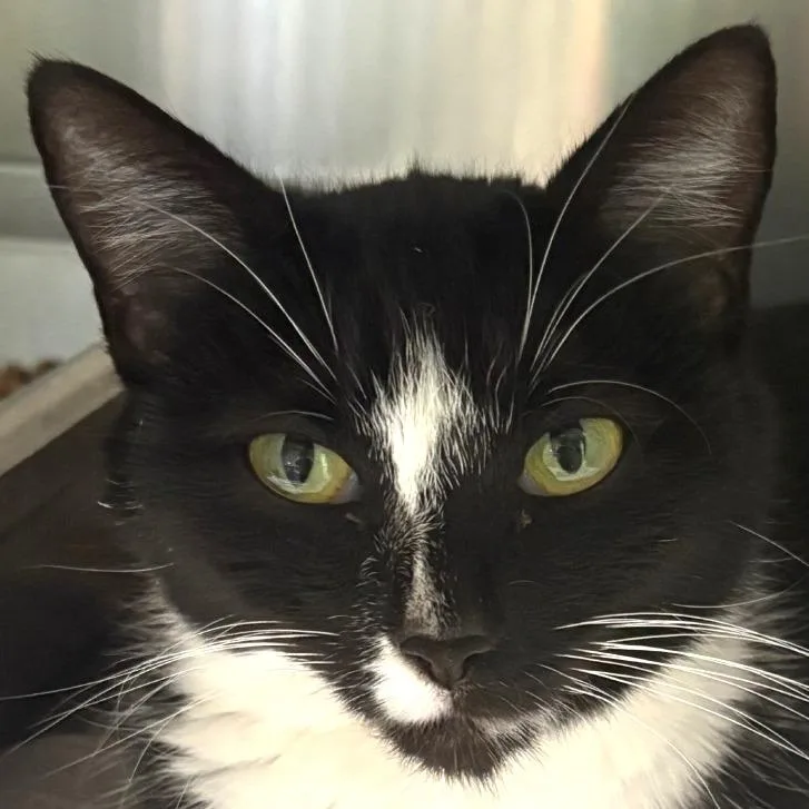 Oreo