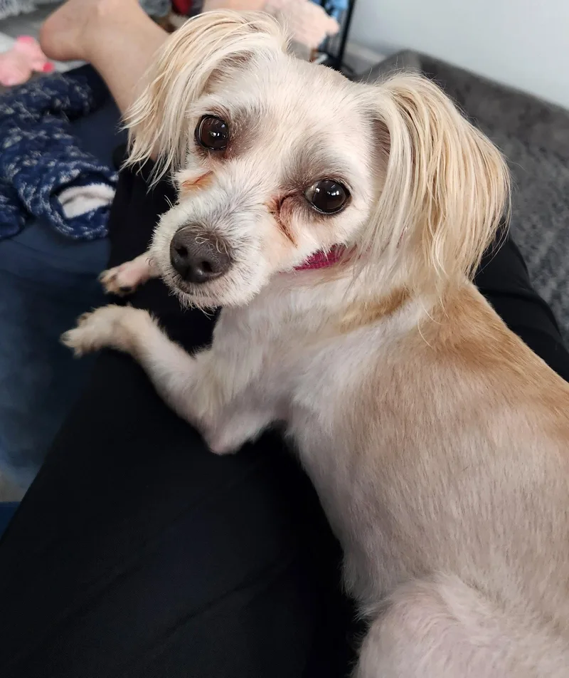 An adult small-sized female Maltese dog named Sara for adoption in Fenton, MO