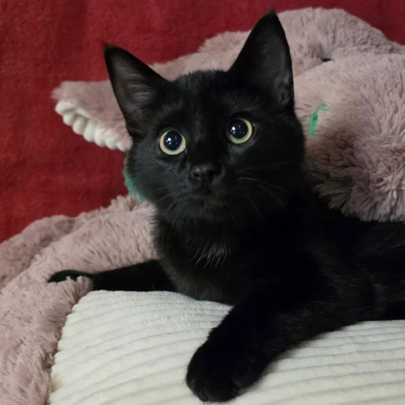 A baby medium-sized female Black Domestic Short Hair cat named Sparkle for adoption in Graham, WA