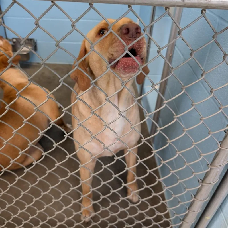 An adult large-sized male Yellow / Tan / Blond / Fawn Mixed Breed dog named Tinky Winky for adoption in Emporia, KS