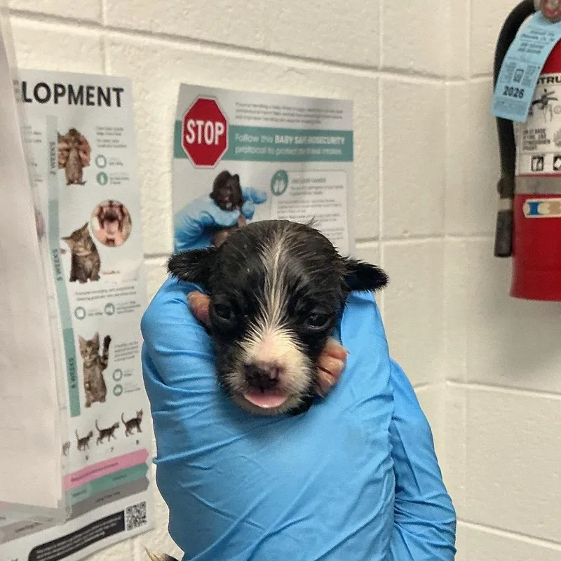A baby small-sized female Mixed Breed dog named Sunshine for adoption in Asheville, NC