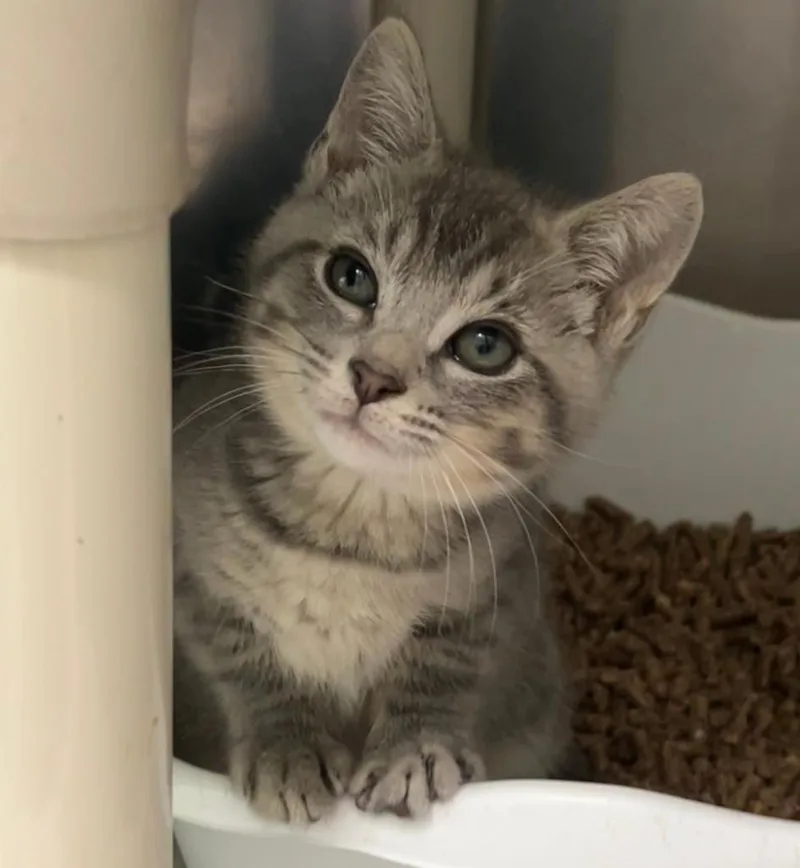A baby medium-sized male Domestic Short Hair cat named Leonardo for adoption in Pomona, NY