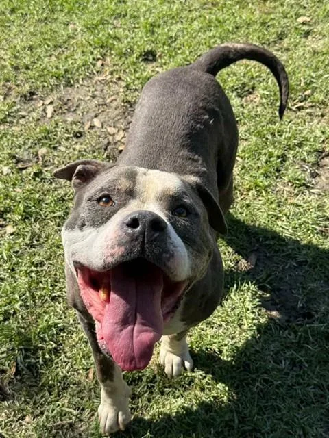 An adult medium-sized male Pit Bull Terrier dog named Lex for adoption in Riverside, CA
