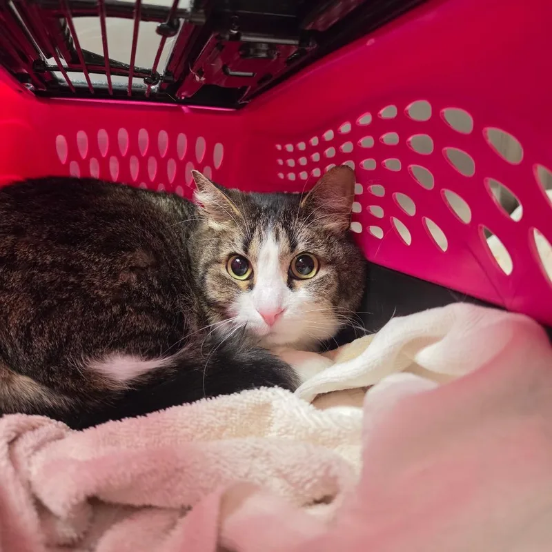 An adult medium-sized female Brown / Chocolate Domestic Short Hair cat named Bastet for adoption in Albuquerque, NM