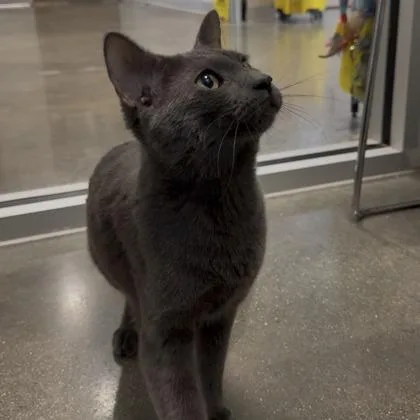 A young small-sized male Domestic Short Hair cat named Chili for adoption in Janesville, WI