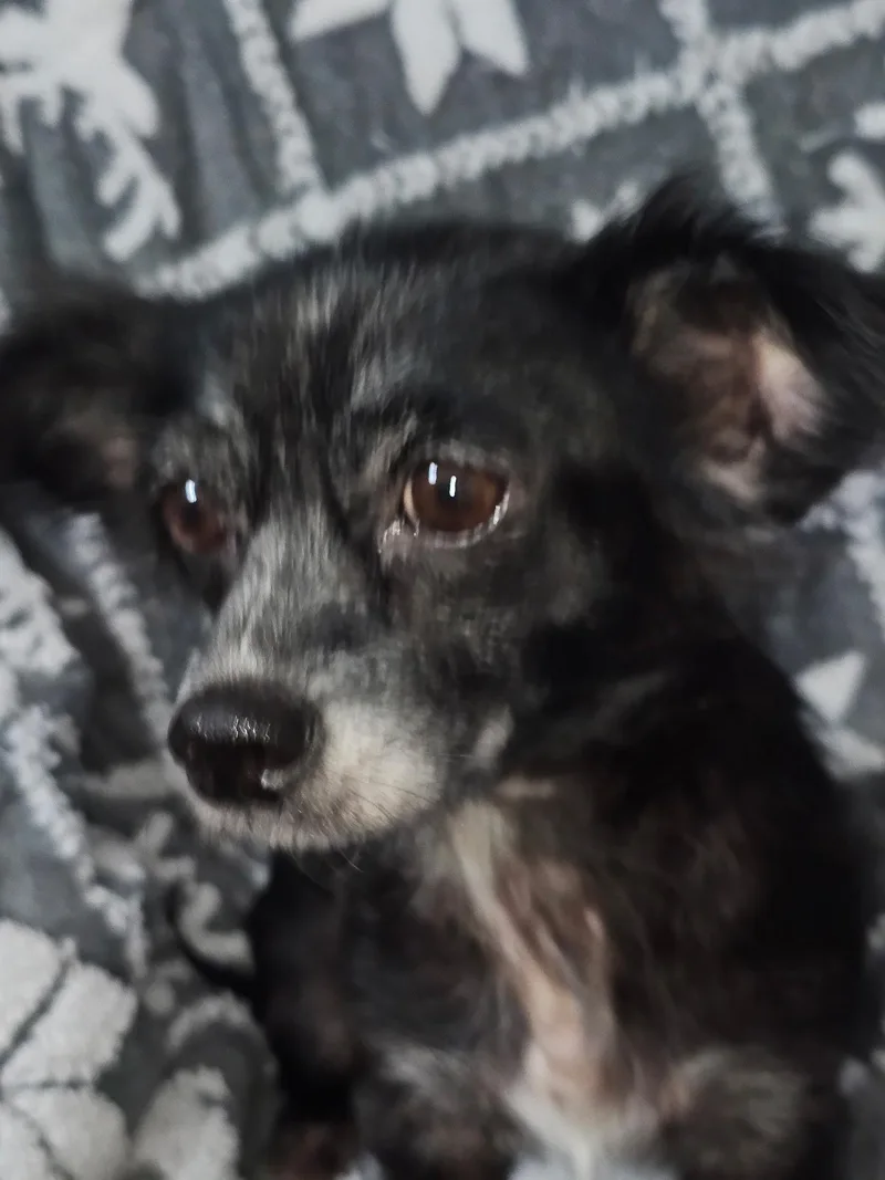 An adult small-sized female Black Chihuahua dog named Trixiana WAT for adoption in Missouri City, TX