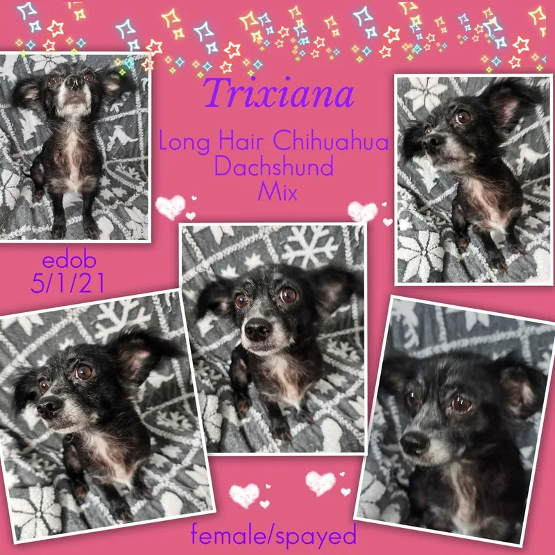 Trixiana WAT thumbnail 3