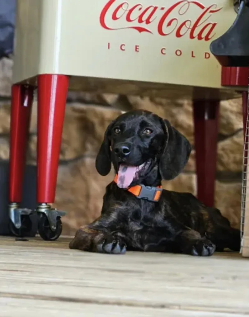 A baby small-sized female Plott Hound dog named Marquina for adoption in TULSA, OK