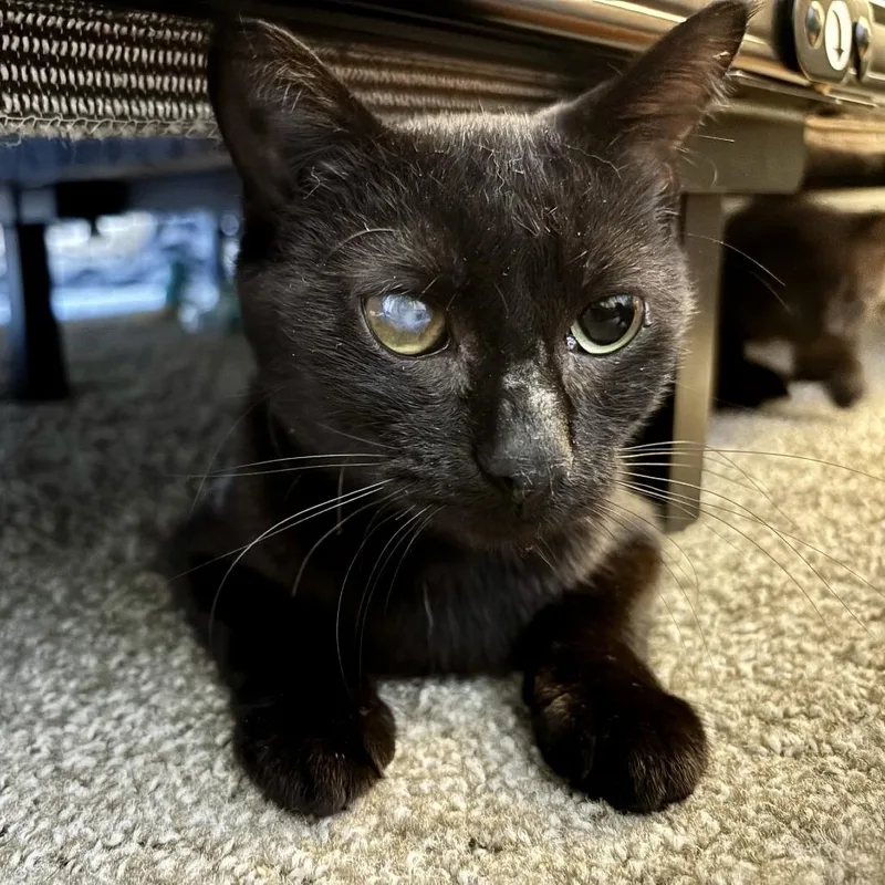 A young medium-sized female Black Domestic Short Hair cat named Janet for adoption in Naperville, IL
