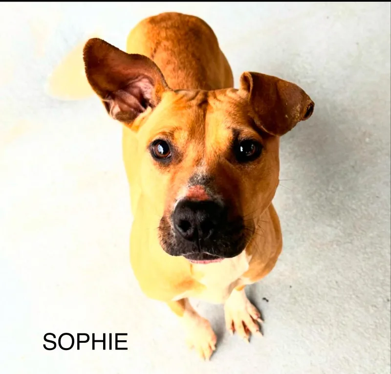 Sophie thumbnail 2