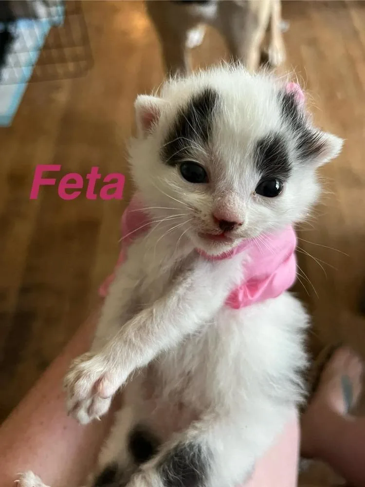 A baby small-sized female Black & White / Tuxedo Domestic Short Hair cat named Feta for adoption in Virginia Beach, VA