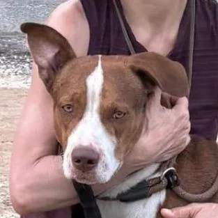 An adult large-sized male Brown / Chocolate Mixed Breed dog named Pookie for adoption in LOXAHATCHEE, FL