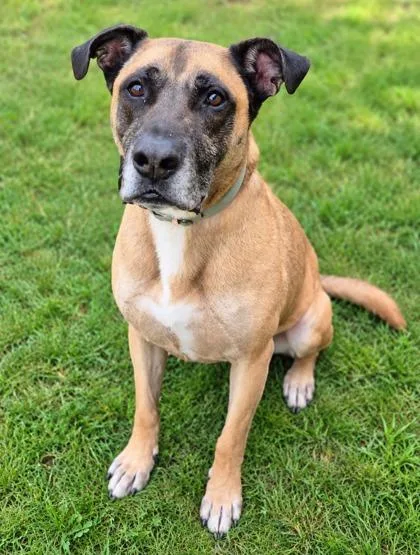An adult large-sized male Shepherd dog named Snoop for adoption in Traverse City, MI