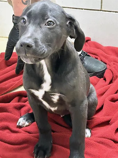 A baby medium-sized male Black Mixed Breed dog named Chipotle for adoption in Nashville, TN