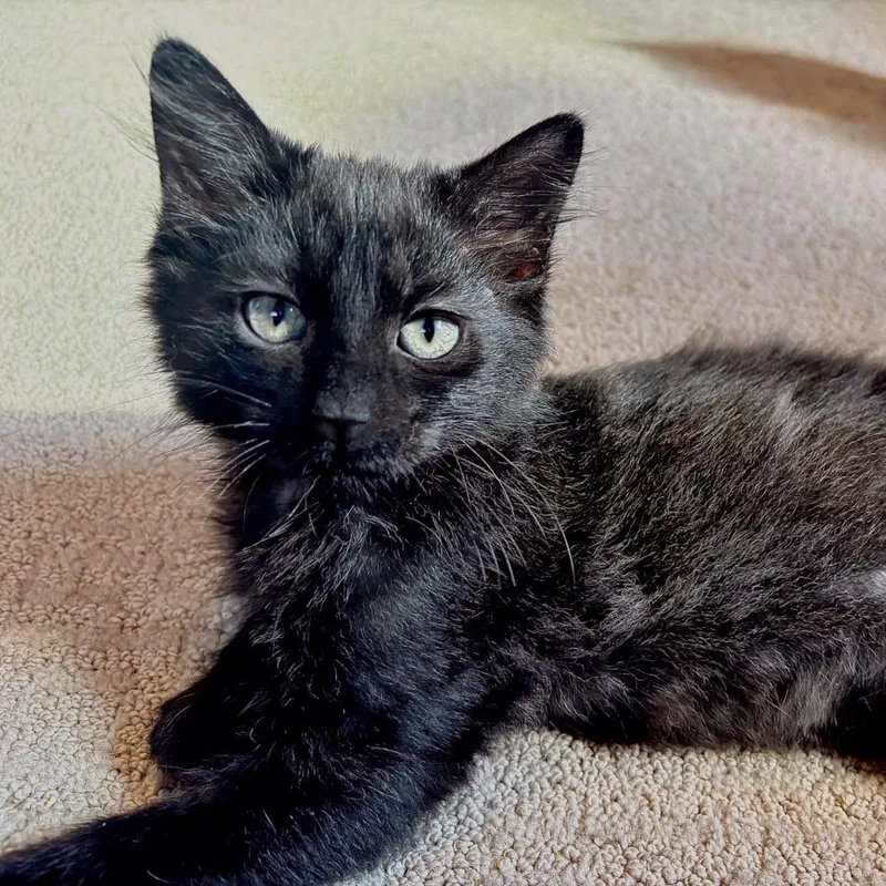 A baby small-sized male Domestic Long Hair cat named Delta Airlines for adoption in Plover, WI