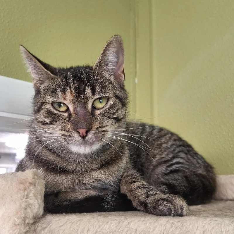A young medium-sized female Domestic Short Hair cat named Pineapple for adoption in Attica, NY