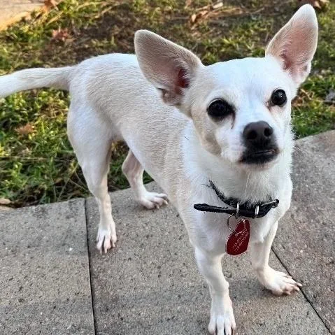 Jock "shot" thumbnail 2