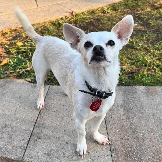 Jock "shot" thumbnail 3