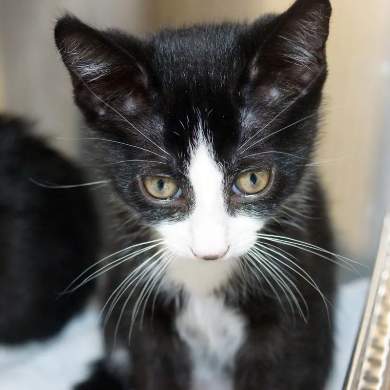 A baby small-sized female Black Domestic Short Hair cat named Lola for adoption in West Palm Beach, FL