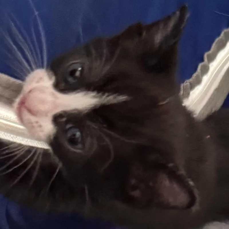 Lola thumbnail 2